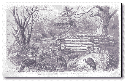 The Wild Turkey Zone: Wild Turkey History
